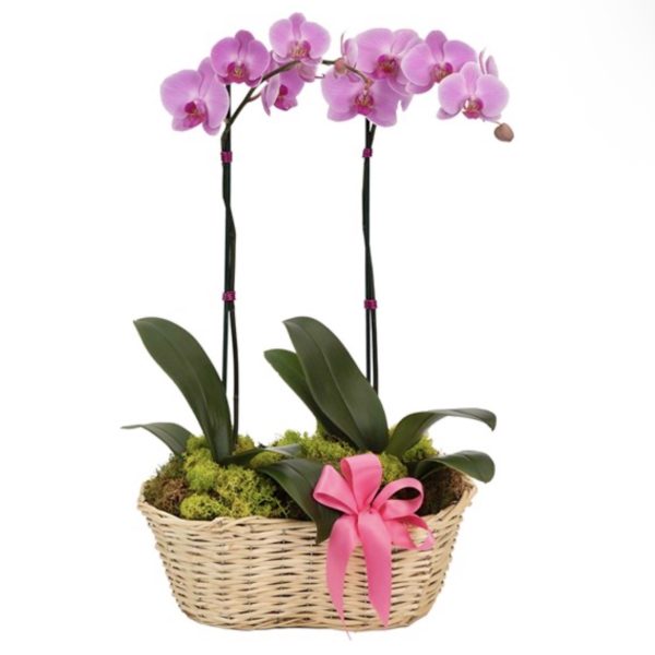 Delicate Deluxe Orchid Basket by local florist Where The Blooms Are In Levittown PA. Servicing Langhorne