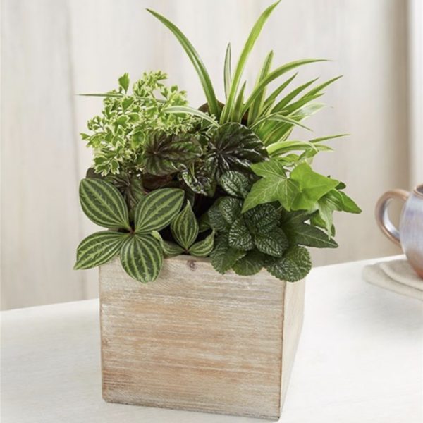 Dish Garden In Rustic Cube by local florist Where The Blooms Are In Levittown PA. Servicing Langhorne