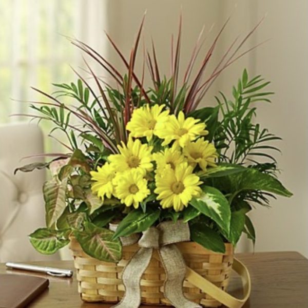 Dish Garden With Fresh Cut Flowers - Medium by local florist Where The Blooms Are In Levittown PA. Servicing Langhorne