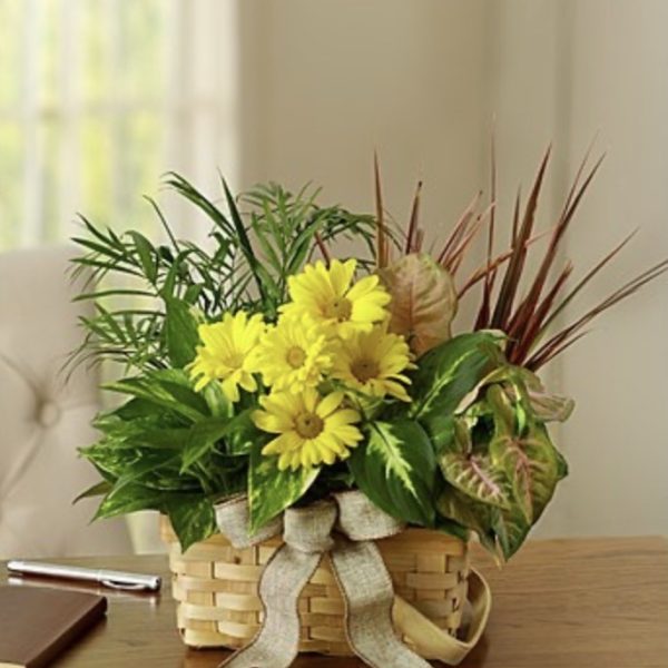 Dish Garden With Fresh Cut Flowers - Small by local florist Where The Blooms Are In Levittown PA. Servicing Langhorne