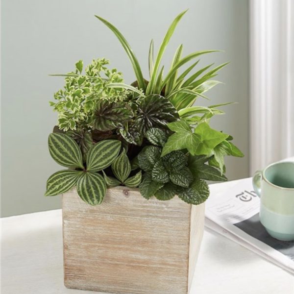 Dishgarden In Rustic Cube by local florist Where The Blooms Are In Levittown PA. Servicing Langhorne