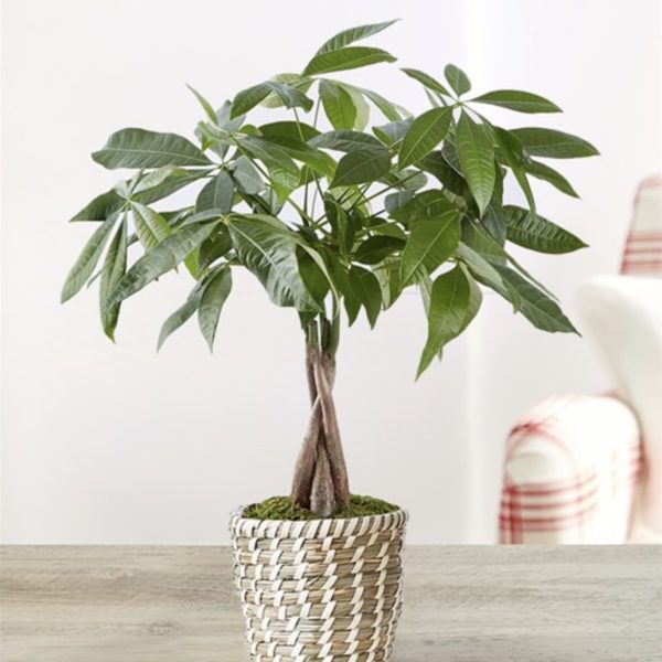 Money Tree - Small by local florist Where The Blooms Are In Levittown PA. Servicing Langhorne