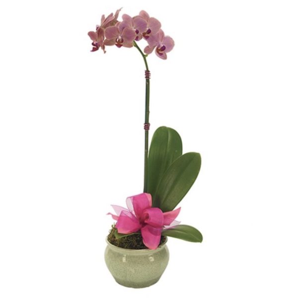 Opulent Orchid by local florist Where The Blooms Are In Levittown PA. Servicing Langhorne