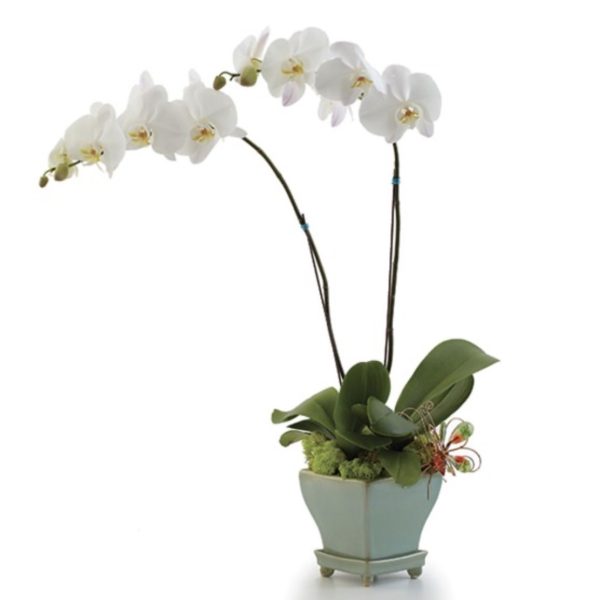 Opulent Orchids - Large by local florist Where The Blooms Are In Levittown PA. Servicing Langhorne