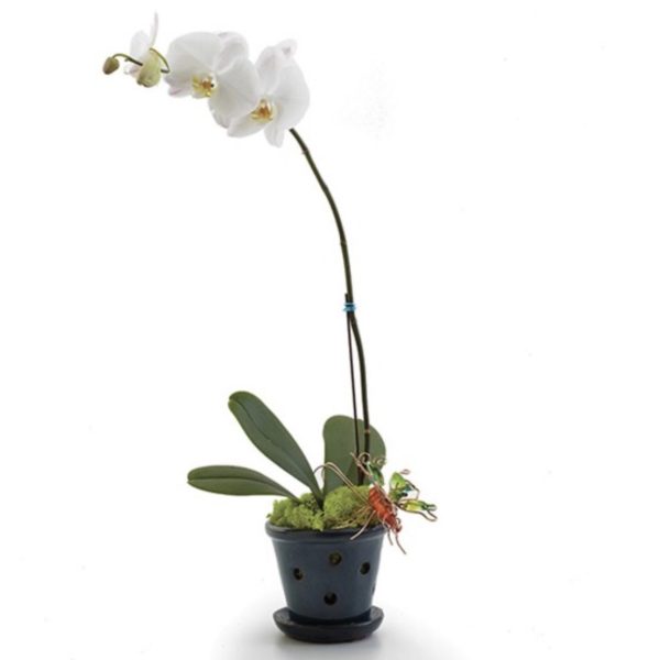 Opulent Orchids - Small by local florist Where The Blooms Are In Levittown PA. Servicing Langhorne