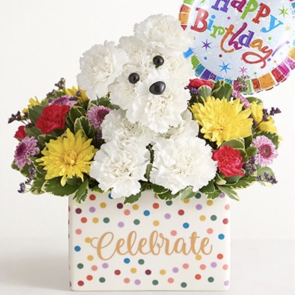 Party Pooch™ With Balloon by local florist Where The Blooms Are In Levittown PA. Servicing Langhorne