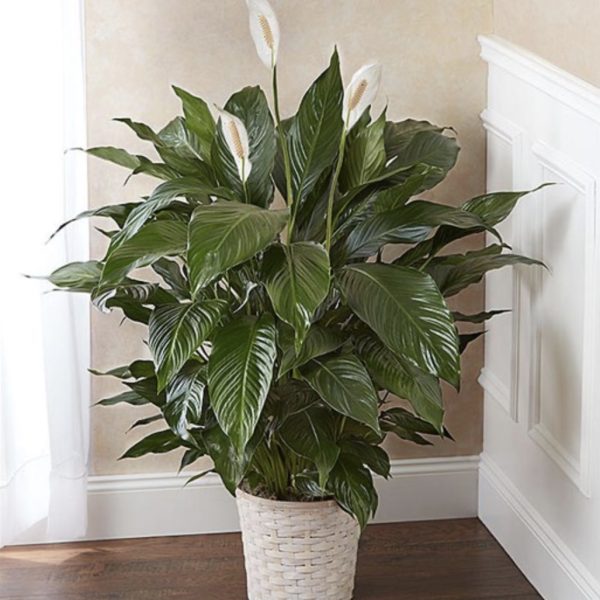 Peace Lily Plant - Large by local florist Where The Blooms Are In Levittown PA. Servicing Langhorne