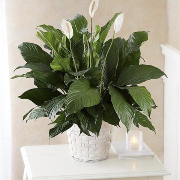 Peace Lily Plant - Medium by local florist Where The Blooms Are In Levittown PA. Servicing Langhorne