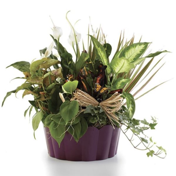 Plants-A-Plenty - Large by local florist Where The Blooms Are In Levittown PA. Servicing Langhorne