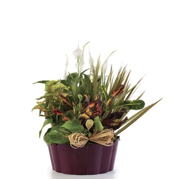 Plants-A-Plenty - Medium by local florist Where The Blooms Are In Levittown PA. Servicing Langhorne