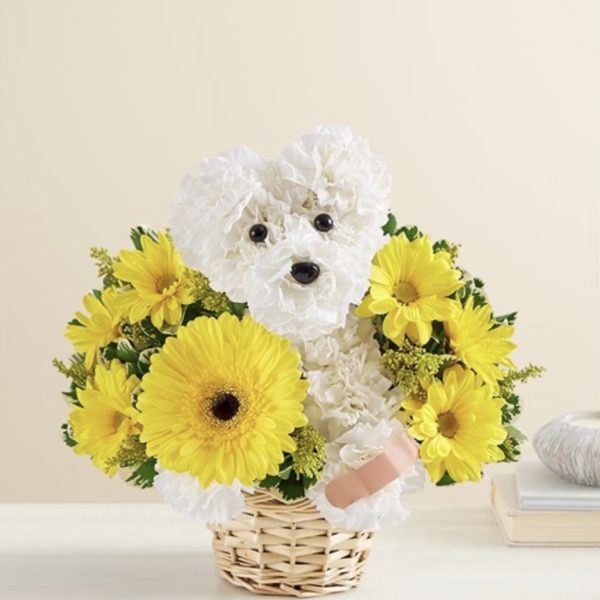 Sick As A Dog™ by local florist Where The Blooms Are In Levittown PA. Servicing Langhorne
