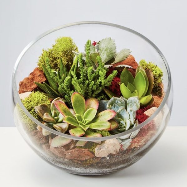 Succulent Terrarium by local florist Where The Blooms Are In Levittown PA. Servicing Langhorne