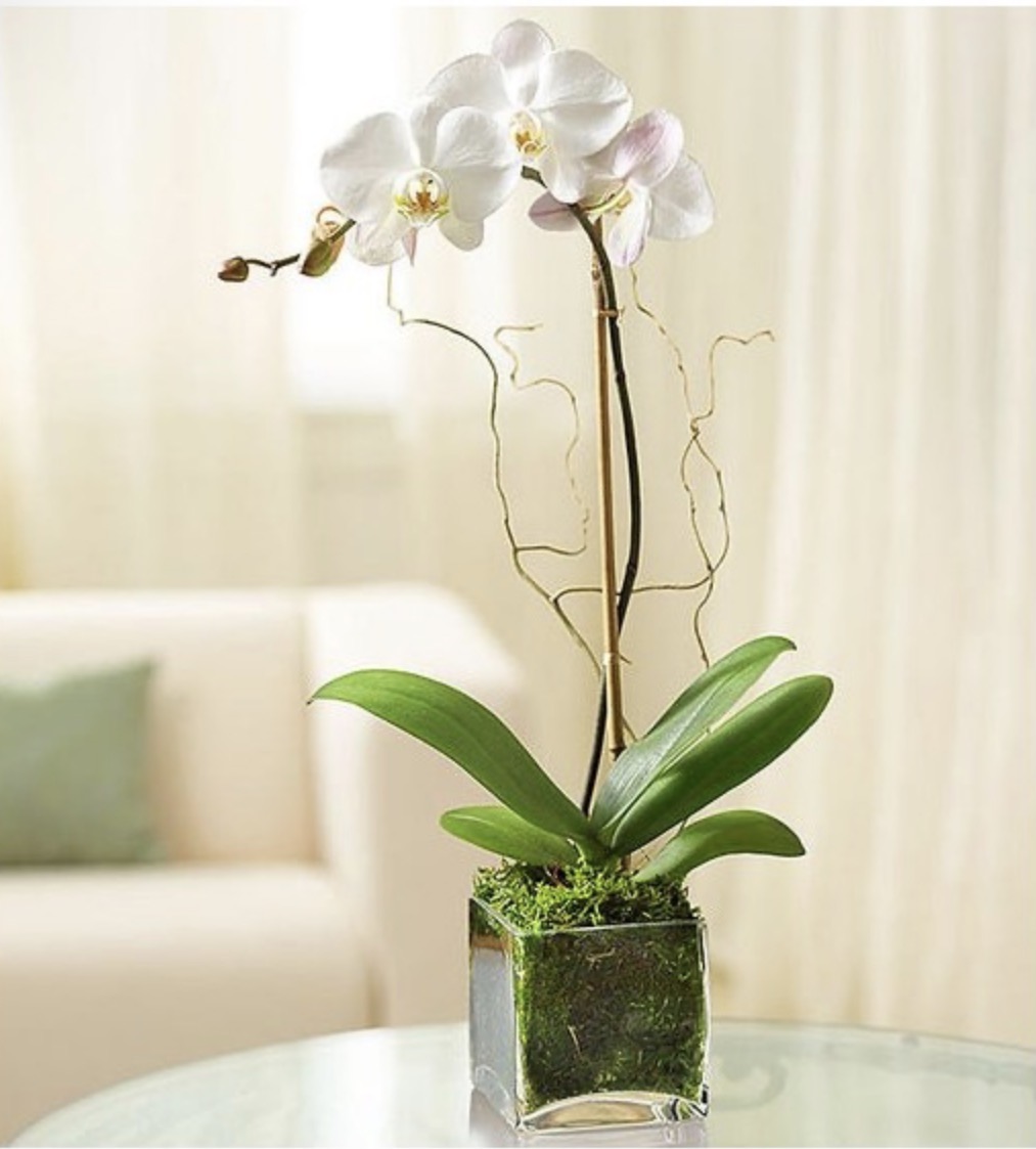White Phalaenopsis Orchid For Sympathy by local florist Where The Blooms Are In Levittown PA. Servicing Langhorne